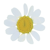 装飾画像