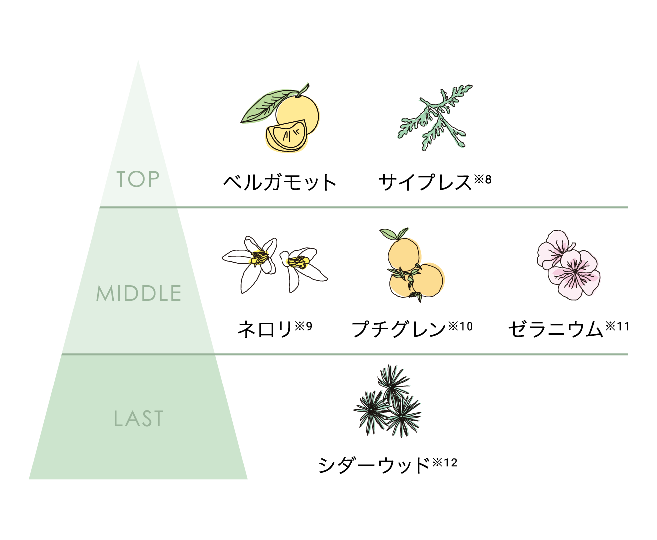 TOP ベルガモット/サイプレス※8 MIDDLE ネロリ※9/プチグレン※10/ゼラニウム※11 LAST シダーウッド※12