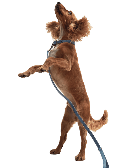 犬画像