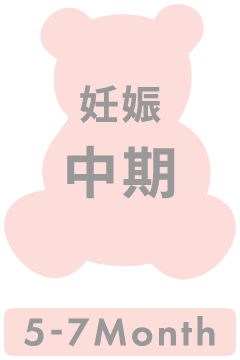 妊娠中期 5-7month